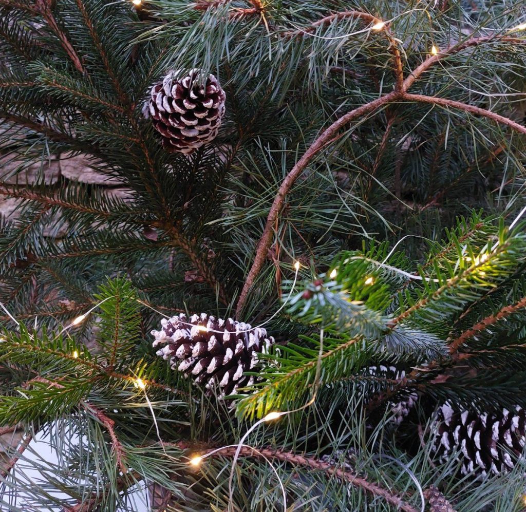 Druhý adventní víkend v Kutné Hoře s příchutí tradic, zvyků a jitrnic Druhý adventní víkend v Kutné Hoře s příchutí tradic, zvyků a jitrnic